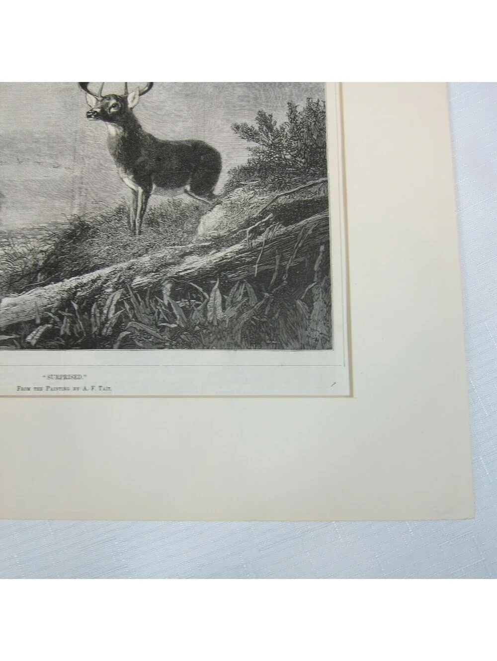 Antique 1800s Lake Deer Stag & Otter Print 